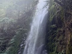-莫里热带雨林景区