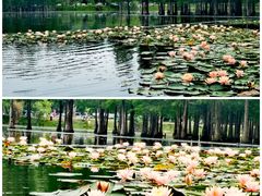 -白鹭湾湿地公园