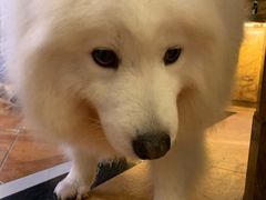 -more than meow吴止猫主题餐厅(承德 中船汇店)