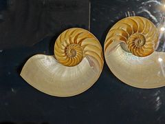 -青岛贝壳博物馆