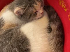 -平行世界·猫咖(首经贸店)