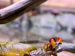 -正佳雨林生态植物园