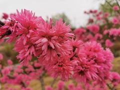 -渭南桃花源民俗文化园