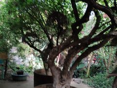-呀路古热带植物园