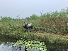 -溱湖国家湿地公园