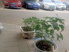 -便民修衣服修鞋店