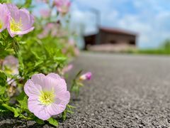 -上海滨江森林公园