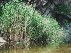 -碓臼峪自然风景区