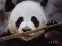 -栾川竹海野生动物园