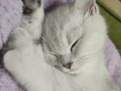-艾贝尔宠物医院·24H转诊中心·肿瘤猫专科(江宁双龙店)