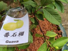 -井德幼儿园(新康花园店)
