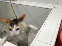 -酷狗靓猫宠物·洗护·美容·寄养(航北路店)