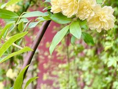 -苏州文庙(姑苏区)