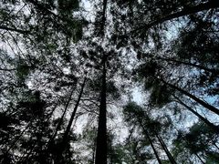 -重庆睡佛山森林公园