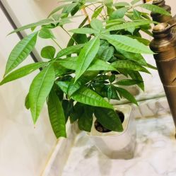 -发饰美男士增发补发假发定制店