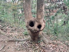 -上海佘山国家森林公园天马山园