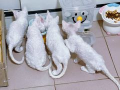 -美联众合动物医院·24h京西诊疗中心