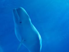 -多彩贵州城极地海洋世界