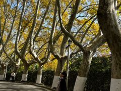 -灵谷景区