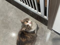 -博特宠物医院24h犬猫全科.骨科·异宠
