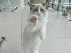 -怪兽屋·羊驼·猫咖·狗咖(俊华广场店)