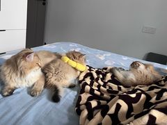 -伟伟宠物医院·CT影像中心·瑞派犬猫综合性门诊(汉口总院)