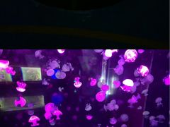 -烟台海昌鲸鲨海洋公园