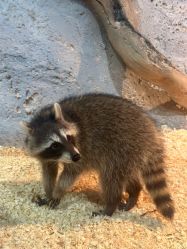 -Zoolung Zoolung动物主题公园(海信广场店)