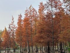 -白鹭湾湿地公园