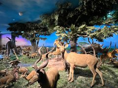 -国家自然博物馆