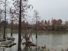 -上海长兴岛郊野公园