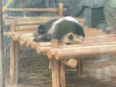 -深圳野生动物园
