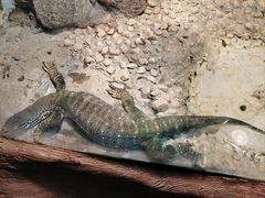 -上海大自然野生昆虫馆