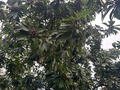 -广东中医药博物馆