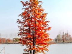 -池杉湖湿地公园