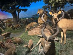 -国家自然博物馆