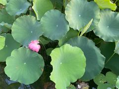 -莲花池公园