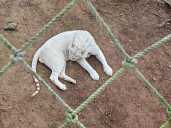 -西霞口神雕山野生动物世界