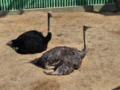 -西霞口神雕山野生动物世界