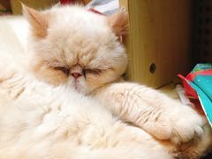 -猫色咖啡·猫咖