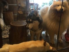 -more than meow吴止猫主题餐厅(承德 中船汇店)