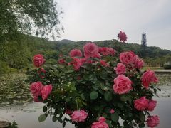 -龙寺生态园