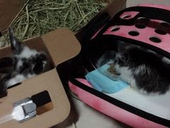 -菲丽丝宠物医院·24小时·猫科中心·免疫点(淮海分院)