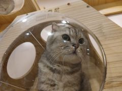 -猫咪派对(江南西店)