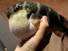 -肆月河豚·新淮扬(金融街店)