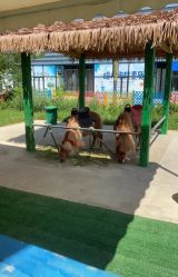 -萌宠亲子动物乐园(槐房万达店)