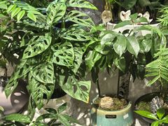 -伊藤洋华堂(温江店)