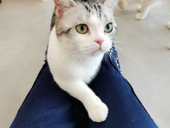 -有喵·猫咖·狗咖·30几只猫10只小狗(岗厦店)