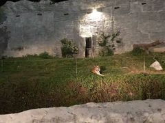 -清迈夜间动物园