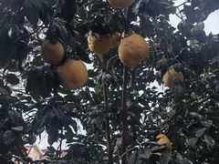 -上海市浦东新区中医医院(罗山分院)